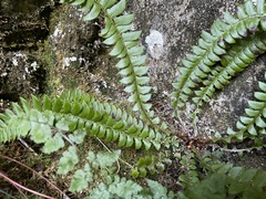 Polystichum lonchitis
