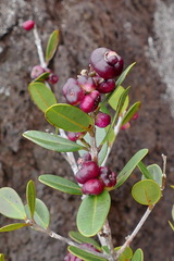 Syzygium pancheri