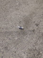 Cerogenes auricoma