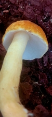 Gyroporus castaneus