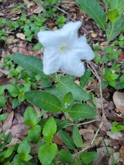 Ruellia metziae