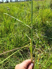 Sorghastrum secundum