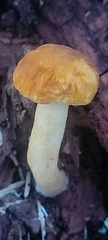 Gyroporus castaneus