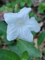 Ruellia metziae