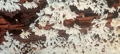 Ceratiomyxa