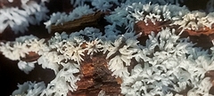 Ceratiomyxa