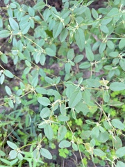Croton monanthogynus