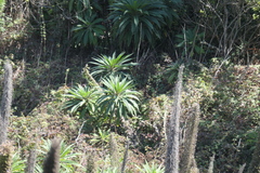 Echium pininana