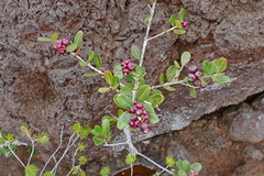 Syzygium pancheri