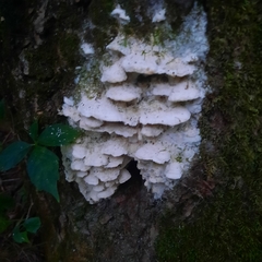 Climacodon septentrionalis