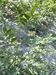 Glycyrrhiza lepidota