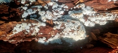 Ceratiomyxa