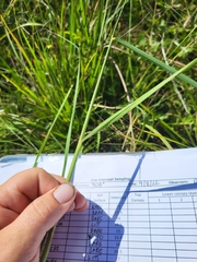 Sorghastrum secundum