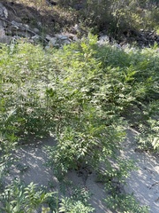 Glycyrrhiza lepidota