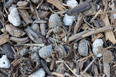 Trogidae