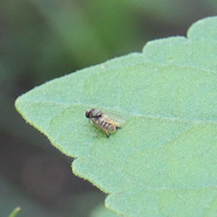 Brachycera
