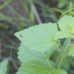 Brachycera