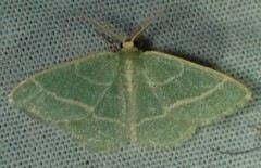 Chlorochlamys chloroleucaria