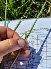 Sorghastrum secundum