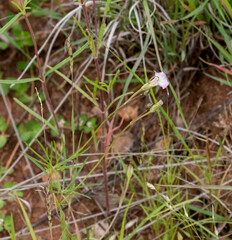 Ipomoea costellata
