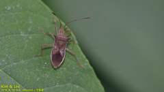 Gonocerini