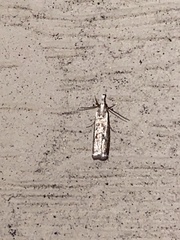 Microcrambus kimballi