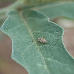 Tingidae