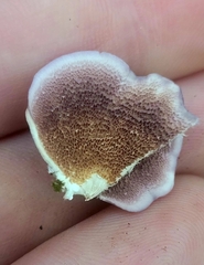 Trichaptum abietinum