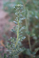 Atriplex elegans