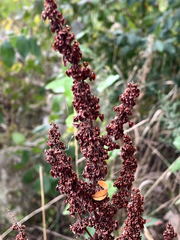 Rumex