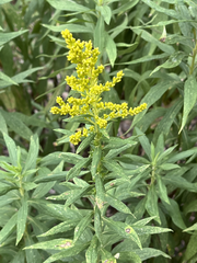 Solidago altissima