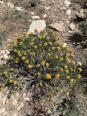 Chrysothamnus viscidiflorus viscidiflorus
