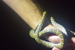 Pantherophis emoryi