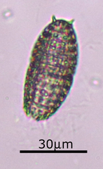 Colepidae