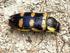 Temognatha regia
