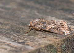 Spodoptera ornithogalli