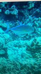 Caranx melampygus