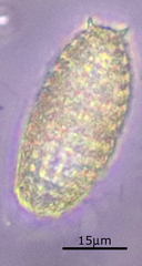 Colepidae