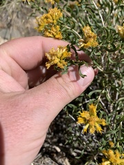 Chrysothamnus viscidiflorus viscidiflorus