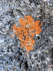 Teloschistaceae