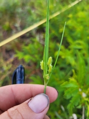 Cyperus retrorsus