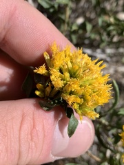 Chrysothamnus viscidiflorus viscidiflorus