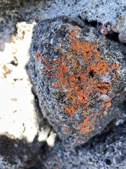 Teloschistaceae