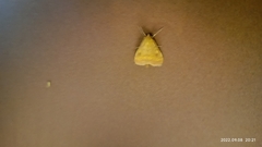 Pyraustini