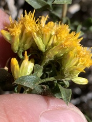 Chrysothamnus viscidiflorus viscidiflorus