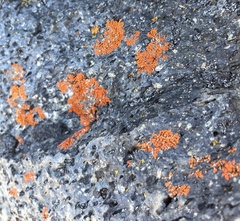 Teloschistaceae
