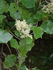 Brachyglottis repanda