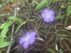 Episcia lilacina