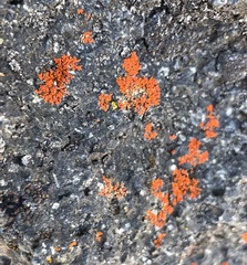 Teloschistaceae