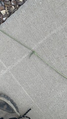 Funastrum heterophyllum